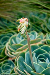 hens and chicks flowering
