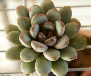 Graptoveria amethorum