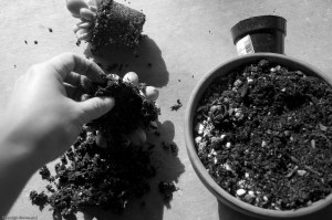 breaking up the root ball