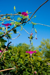 Garden early August 2012 026