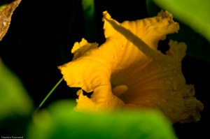 squash flower