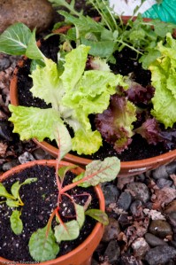 planter with lettuces, arugula, bok choi and rainbow chard