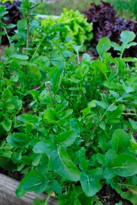 arugula gargantua - exponential growth each time I harvest. I'm drowning in the stuff