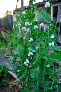 Garden March 2013 008