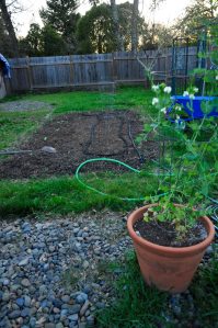 newly dug bed, also featuring rhino dung!