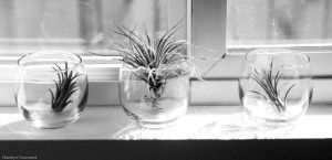 thrift ship glassware, 50 cents a piece.