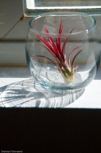 Gorgeous, mini, fuchsia air plant 