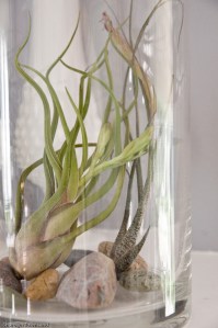 air plants and belly pics 007