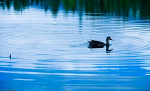Letts Lake October 2014 060