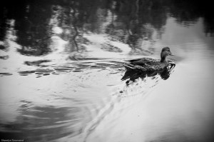 Letts Lake October 2014 068