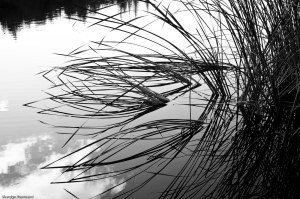 Letts Lake October 2014 100